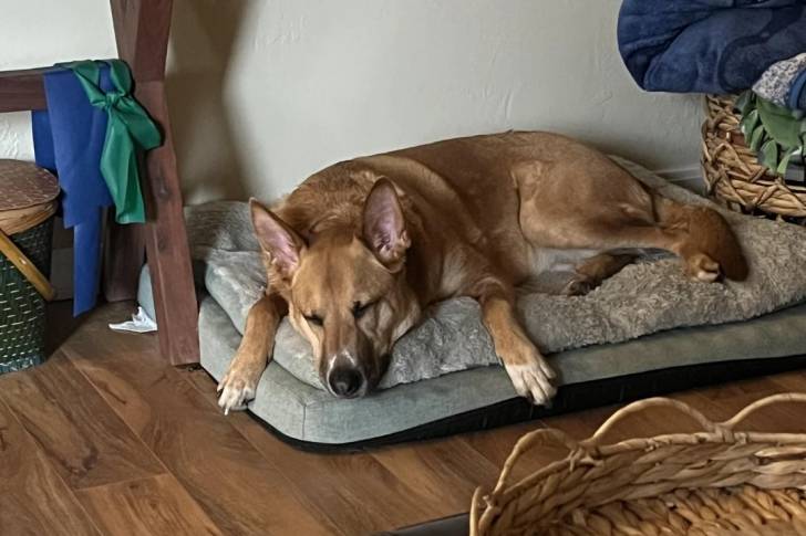 Un American Dingo allongé sur un lit pour chien
