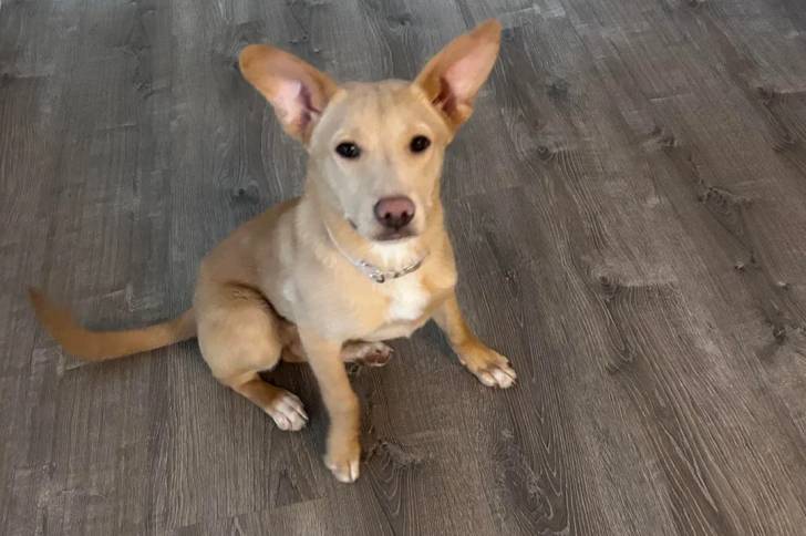Un American Dingo assis sur un parquet et portant un collier autour du cou