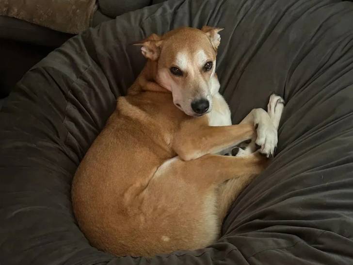 Un American Dingo allongé sur une couchette pour chien