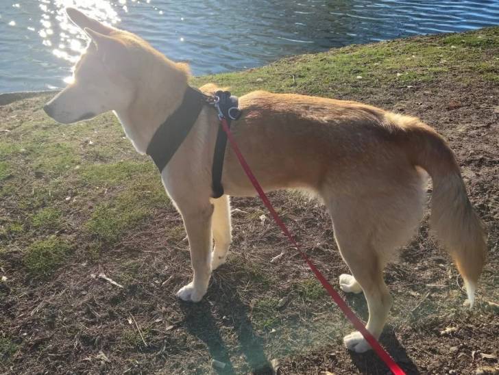 Un American Dingo sur un terrain herbeux et tenu en laisse