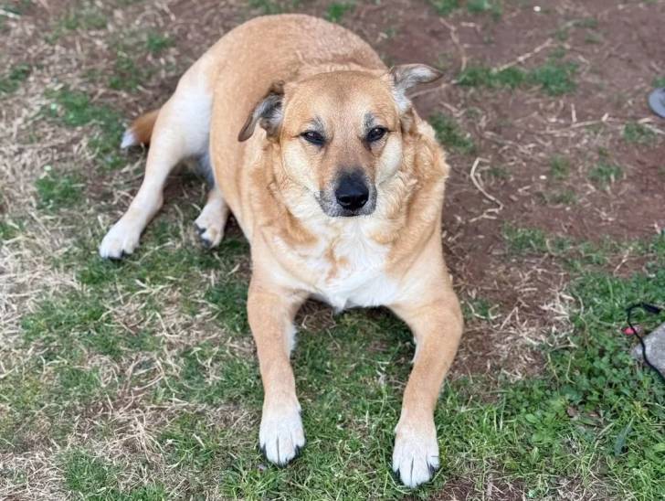 Un American Dingo allongé sur un canapé