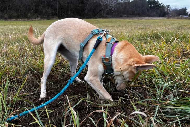 Un American Dingo allongé sur un terrain herbeux portant un harnais tenu en laisse et reniflant le sol