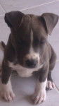 Lluna - Pitbull (3 mois)