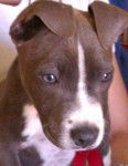 Lluna - Pitbull (3 mois)