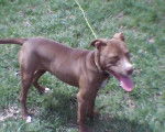 Brandy - Pitbull (1 an)