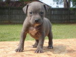 dream - Pitbull (1 mois)