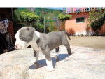 Mora - Pitbull (8 mois)