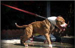 Pitbull exceptionnel - Pitbull M&acirc;le (4 ans)