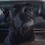 more - Pitbull (5 ans)