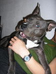 Capone, grand méchant pit bull - Pitbull