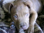 nom : Rex , race : Pit-bull - Pitbull