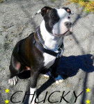 Pitbull ,Chucky - Pitbull