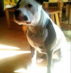 Pitbull ,Chucky - Pitbull