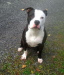 Pitbull Chucky - Pitbull