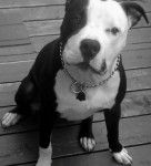 Pitbull Chucky - Pitbull