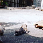 bishop - Pitbull Mâle (4 mois)