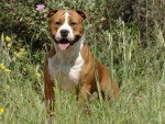 Tayzon adulte - Pitbull Mâle (2 ans)