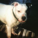 Harley - Pitbull Mâle (3 ans)