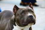 Un Pitbull avec les oreilles taillées