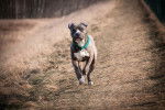 Un Pitbull avec un collier vert court sur un sentier de campagne