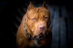 Un Pitbull Red Nose vu de face