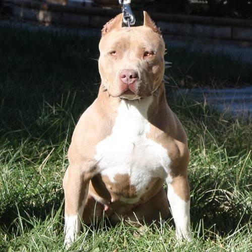 peanut - Pitbull (11 mois)