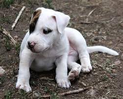 baby pitbull - Pitbull (3 mois)