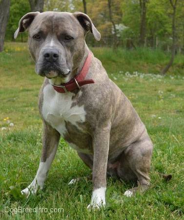 Spencer - Pitbull Mâle (3 ans)