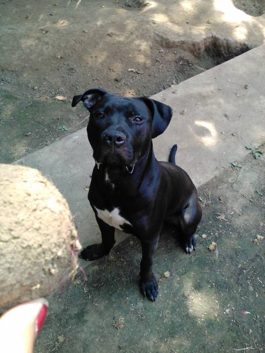 Boone - Pitbull Mâle (11 mois)