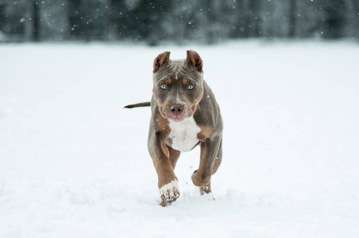 Un Pitbull aux yeux clairs court dans la neige