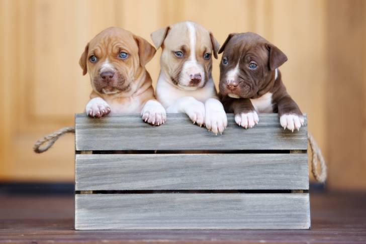 Trois chiots Pitbull dans une caisse en bois