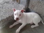caroline - Pitbull Femelle (7 mois)
