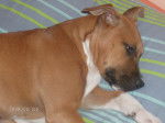 minnie - Pitbull Femelle (11 mois)