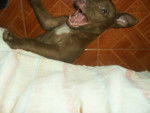 Venus - Pitbull Femelle (7 mois)