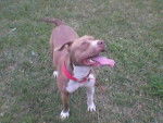 Zaira - Pitbull Femelle (1 an)