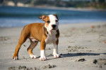 Un chiot Pitbull fauve pan blanc qur le bord d'une plage