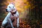 Un Pitbull blanc assis sur un sentier dans les bois en automne