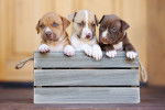Trois chiots Pitbull dans une caisse en bois