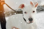 Un Pitbull blanc tenu en laisse alors qu'il neige