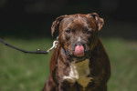Un Pitbull en laisse se lèche le nez