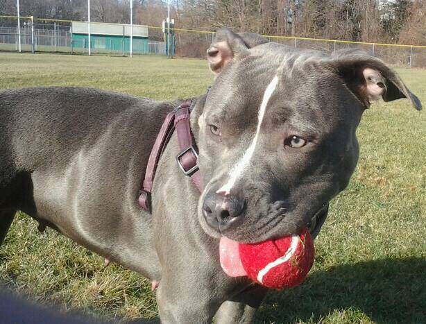 Rebeca! - Pitbull Femelle (3 ans)