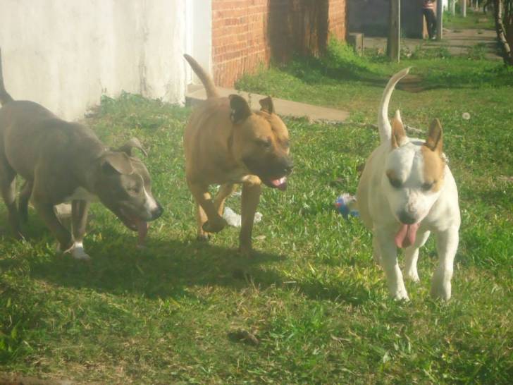 max,conan y mailon - Pitbull Mâle (7 ans)
