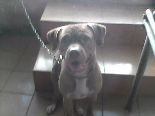 Tayson - Pitbull Mâle (1 an)