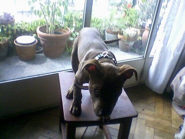 Pitbull - Rex - Pitbull