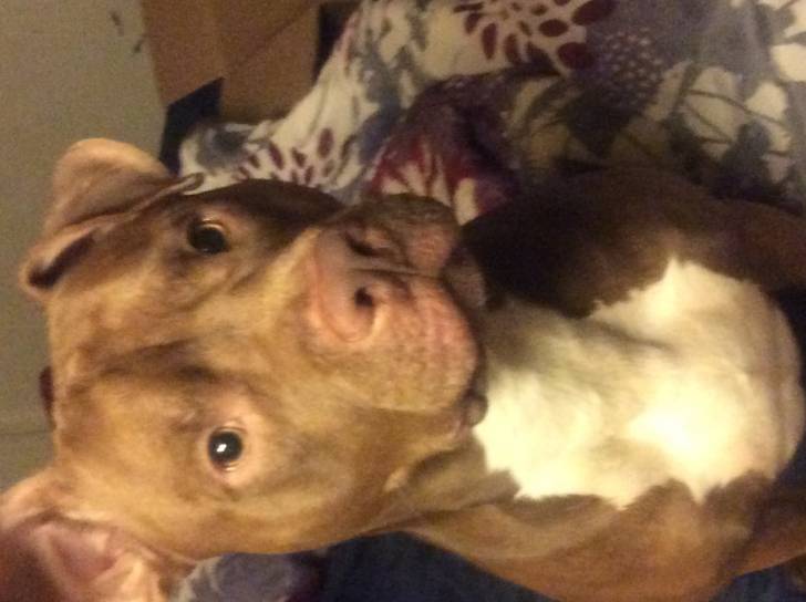 Kiba - Pitbull Mâle (2 ans)