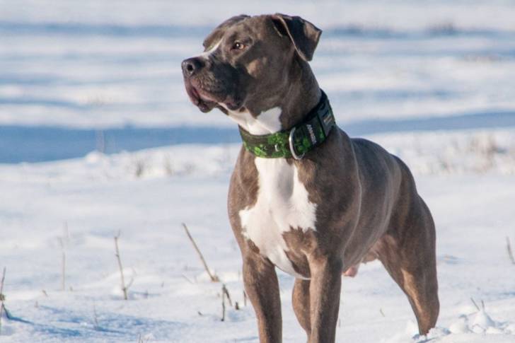 Un Pitbull debout dans la neige