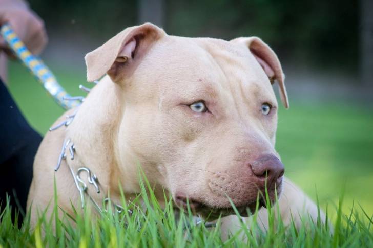Un Pitbull aux yeux clairs allongé dans l'herbe et tenu en laisse
