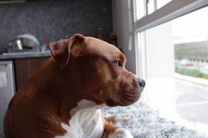 Un Pitbull qui regarde par la fenêtre