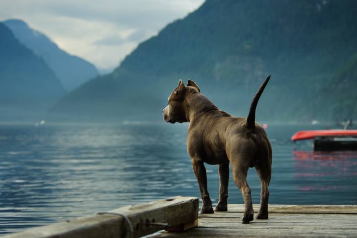 Un Pitbull sur un ponton en bois qui regarde à l'horizon