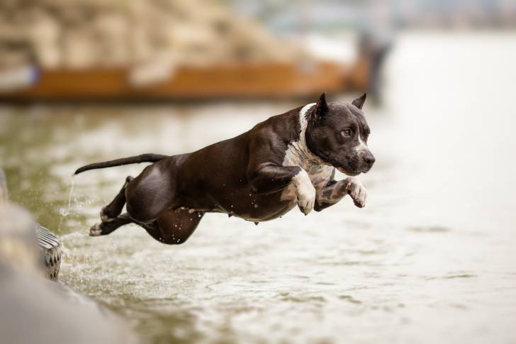 Un Pitbull en train de sauter dans l'eau